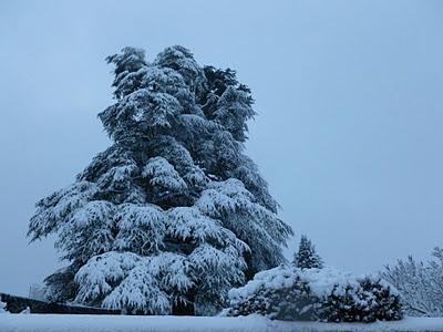 Episode neigeux From the avenue