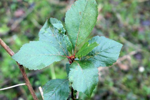 2 crataegus pedicellata romi 25 déc 2011.jpg