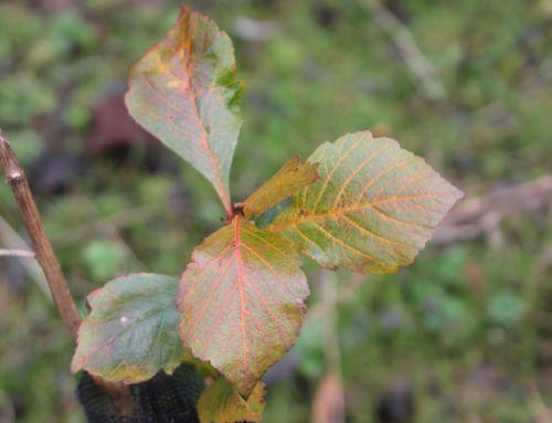 4 crataegus pedicillata romi 6 janv 2012 014.jpg