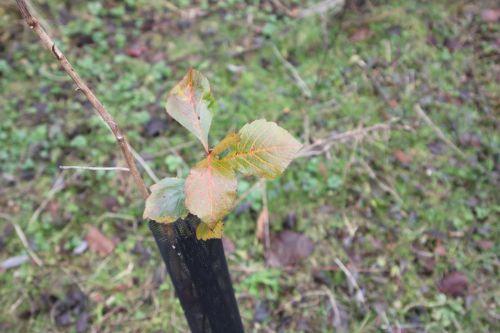 3 crataegus pedicillata romi 6 janv 2012 012.jpg