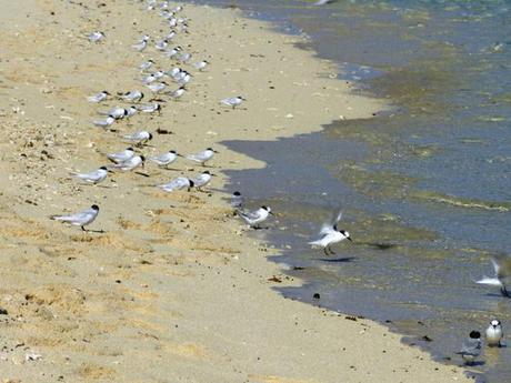 NOUMEA Sternes de l'île du Phare Amédée - Photo Cécile Gérard Vacances à Nouméa…