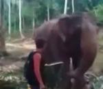 vidéo touriste éléphant coup trompe