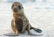 Lion de mer dans le viseur de l'industrie de la pêche