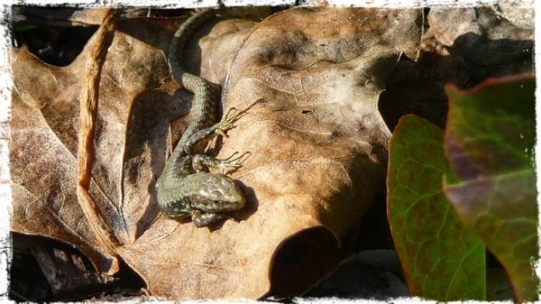 Un lézard en hiver