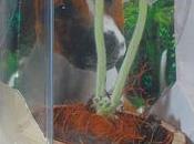 nouvelle plante vente Sinningia Leucotricha