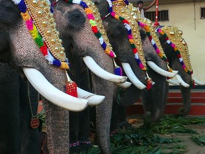 La fête du temple à Cochin