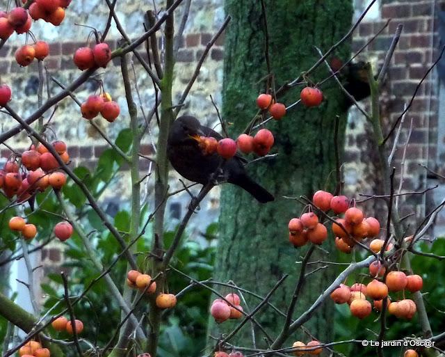  La douceur avait permis de conserver les jolies pom...