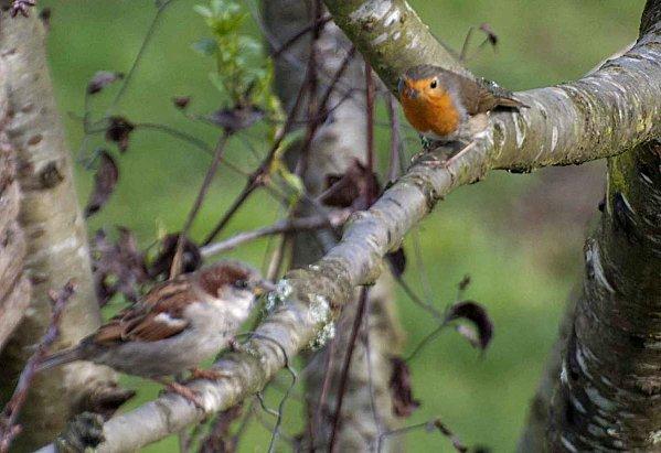 rouge-gorges moineau2