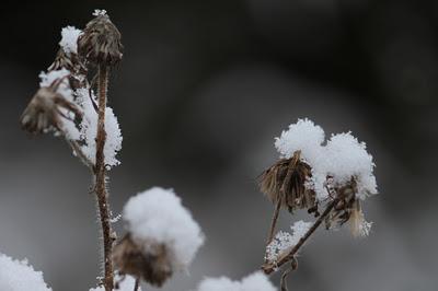 Neige de la sainte Martine...