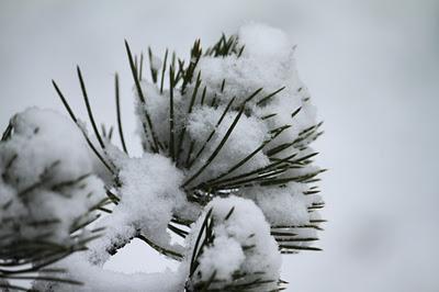 Neige de la sainte Martine...