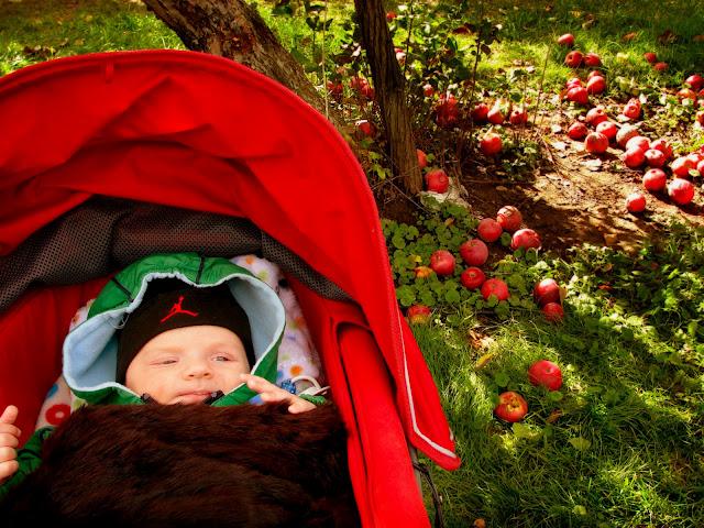 Un pommier chez moi...