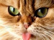 Pourquoi langue d’un chat râpeuse