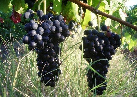 VIGNE-ET-RAISIN