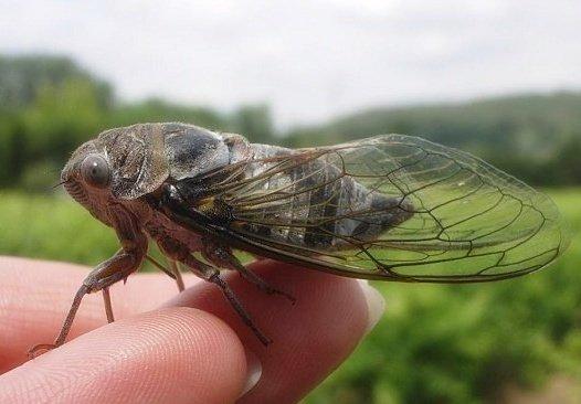 CIGALES-PROVENCE--6-