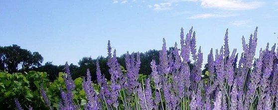 LAVANDE-PROVENCE-copie-1.JPG
