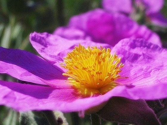 CISTUS-ALBIDUS