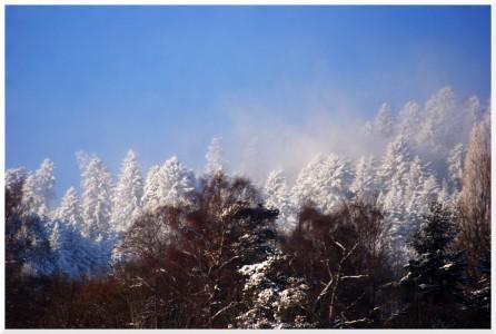 vent dans les arbres