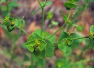 Euphorbia terracina (Copyleft, NPS)