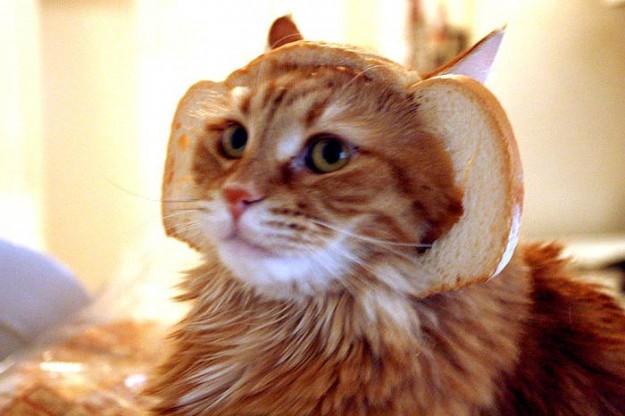 Le breading cats : transformer votre chat en lion