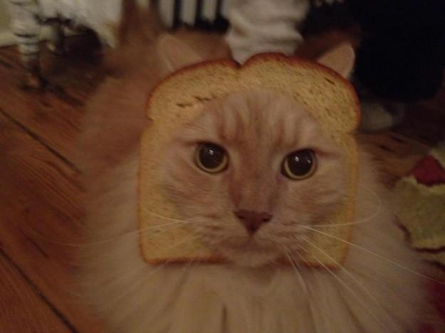 Le breading cats : transformer votre chat en lion