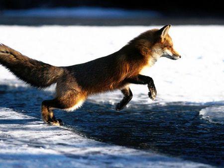 renard-dans-la-neige