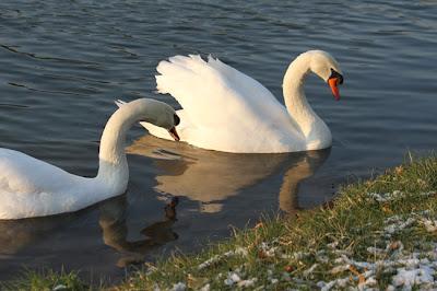 Les papattes dans l'eau froide