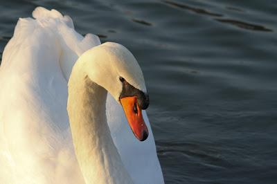 Les papattes dans l'eau froide