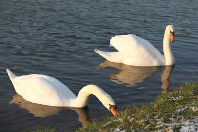 Les papattes dans l'eau froide