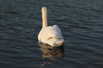 Les papattes dans l'eau froide