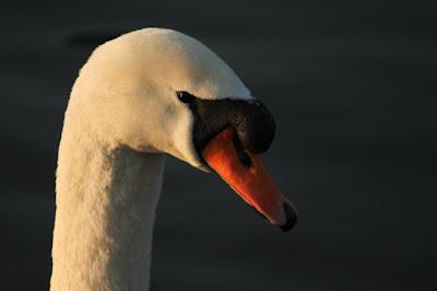 Les papattes dans l'eau froide