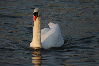 Les papattes dans l'eau froide