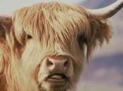 Avatars idiomes populaires chercher petite bête