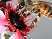 miel Manuka propriétés exceptionnelles