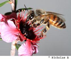 Le miel de Manuka : des propriétés exceptionnelles