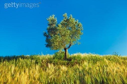 dyneco arbre-citation-Compay-Segundo-Cuba-guitare-salsa Oli