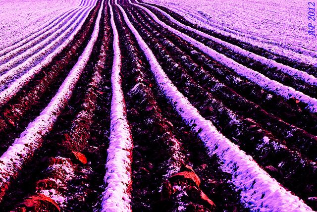 Sillons d'Hiver / Winter Furrows