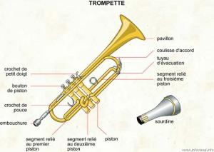 Le cygne trompette trompette-t-il lorsqu’il crie?