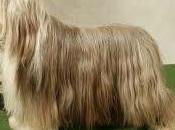 file poils chiens nouveau