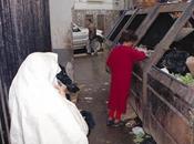 Suicide, émeutes, harraga, jeunesse désespérance