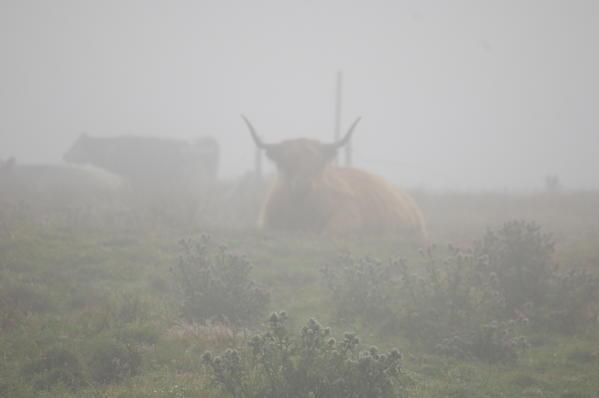 Beef-in-fog.jpg