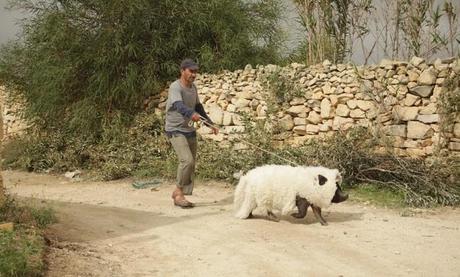 Judaicine-Le cochon de Gaza