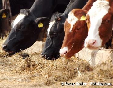 Santé : Un nouveau virus attaque le bétail français