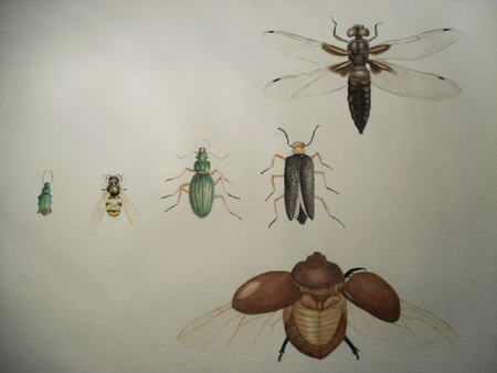 insectes