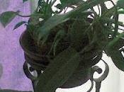 Bouture philodendron
