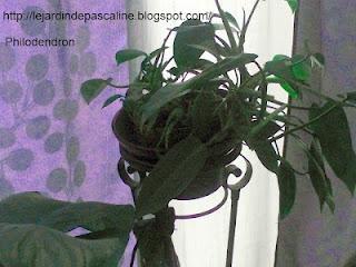 Bouture de philodendron