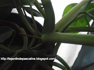 Bouture de philodendron