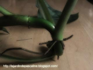 Bouture de philodendron