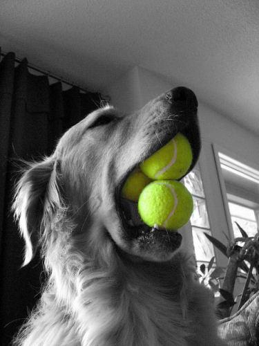photo chien ramasseur balle tennis gueule humour insolite