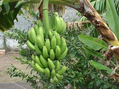 Un Jardin en Guadeloupe, ça ressemble à quoi ? dsc05415.JPG