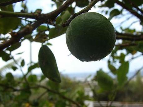 Un Jardin en Guadeloupe, ça ressemble à quoi ? dsc05417.JPG